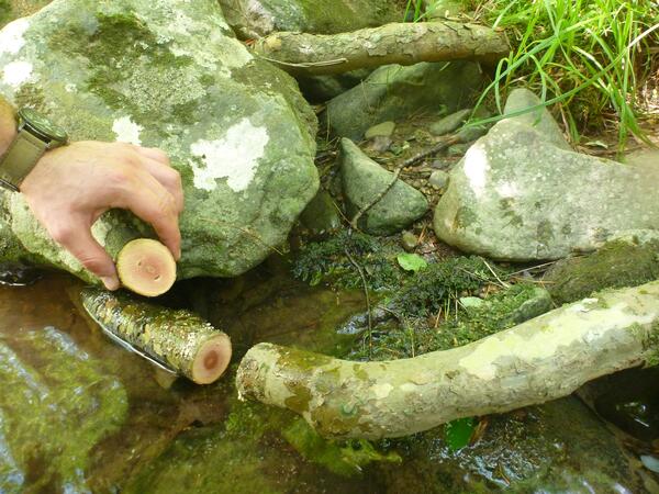 A person's hand holds out a cross section of a root next to the space in the root where it was cut out