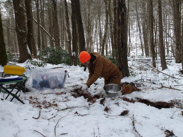 A person with a brown outfit and orange hat takes a soil sample in the woods with snow on the ground.