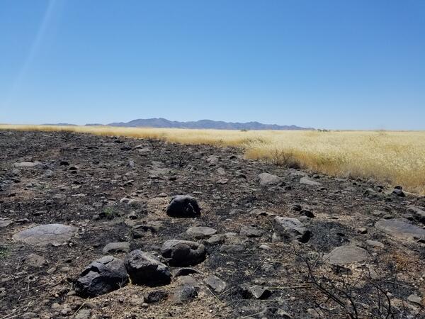 A burned area from wildfire next to unburned yellow grasses in Agua Fria National Monument, AZ