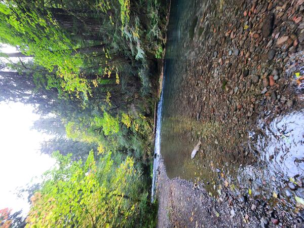 Cobble lined river channel and a couple dead salmon are visible through clear water. Tree lined bank with autumn colors
