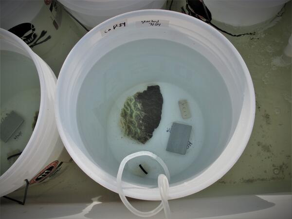 a coral fragment in a bucket, half white and half darkened