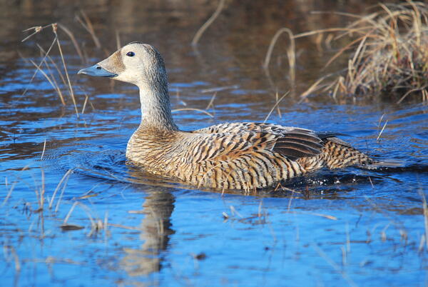 Brown striped duck.