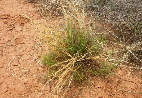 A green clump of grass called Sporobolus cryptandrus growing from bare red soils in the drylands of Utah