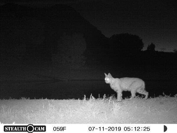 bobcat at night, with trail camera information displayed in a bar on the bottom of the screen