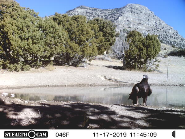 golden eagle next to a pond, with trail camera information displayed in a bar on the bottom of the screen