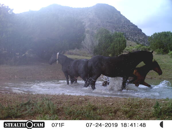 three horses in a pond, with trail camera information displayed in a bar on the bottom of the screen