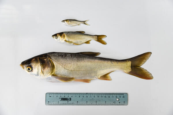 picture of silver carps