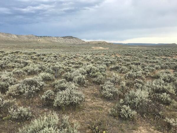 Sagebrush landscape