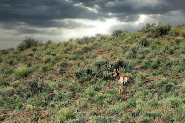 Antelope standing on green vegetation on a cloudy day