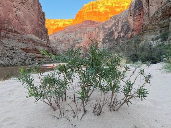 A native willow growing in a Colorado River beach in Grand Canyon with sunlight canyon walls in the distance
