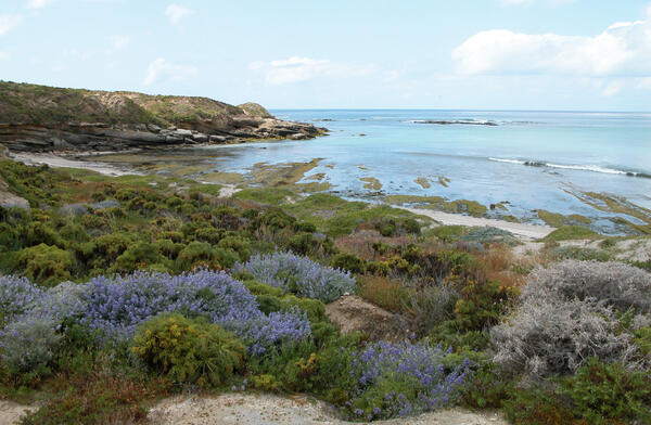 San Nicolas Island coastline with a calm sea and shrubs along the beach, including some with vibrant purple flowers.