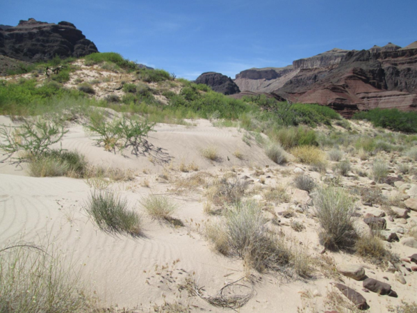 Vegetation in an active dune along the Colorado River in Grand Canyon