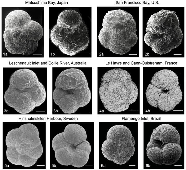 Scanning electron micrographs of Trochammina hadai specimens collected worldwide