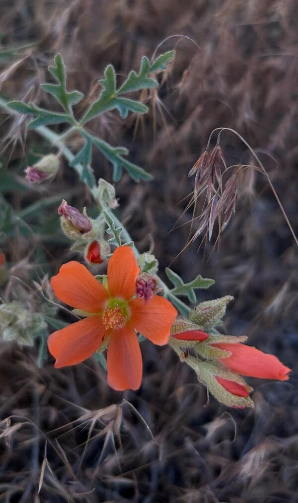 small orange flower with five petals