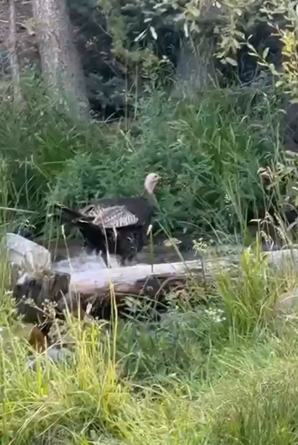 Wild turkey stands in flowing Lehman Creek surrounded by grasses and trees.