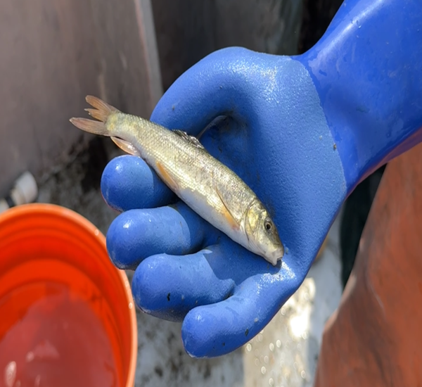 Endangered Klamath Sucker fish held in hand with glove above bucket of water