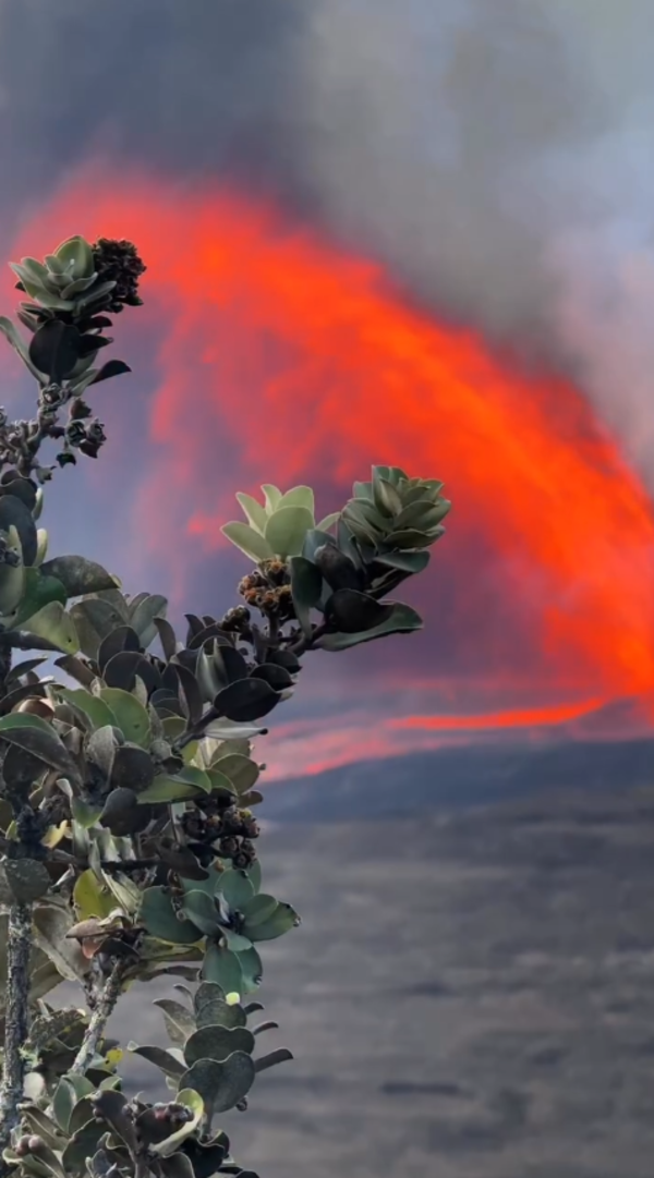 Color photograph of lava fountain with tree in foreground