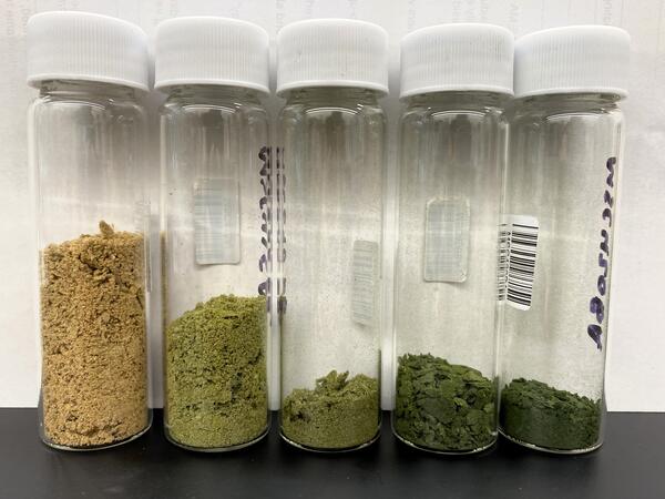 Five clear glass bottles contain samples of dry plankton, ranging in color from brown to dark green