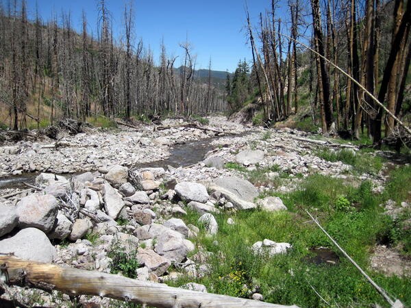 Burned trees in south-central Utah