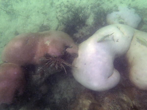 Siderastrea siderea bleaching during 2026 marine heatwave in the Florida Keys