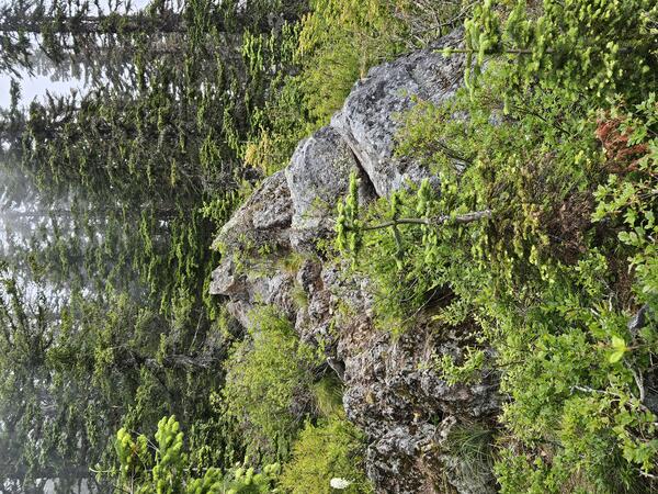 rocky outcrop in forested area with tall trees in the background and cloudy skies