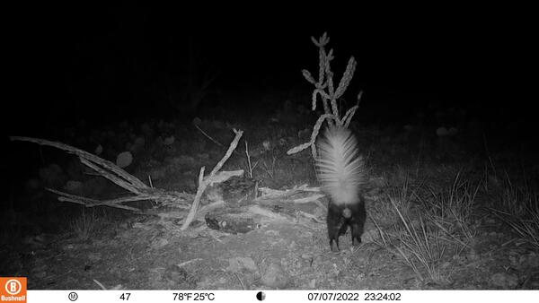 White-backed hog-nosed skunk 