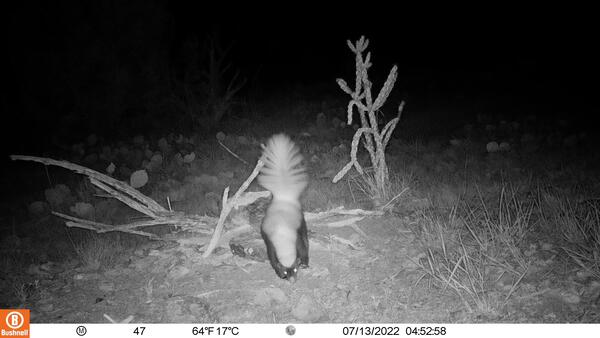  white-backed hog-nosed skunk 