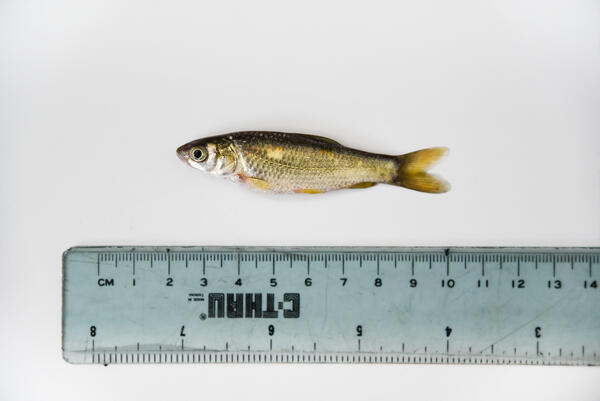 picture of black carp