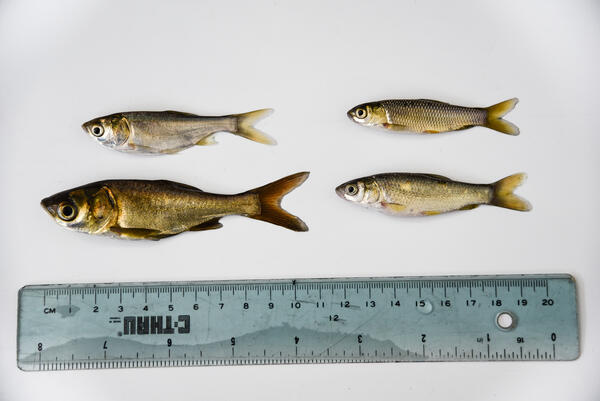 photo of invasive carps