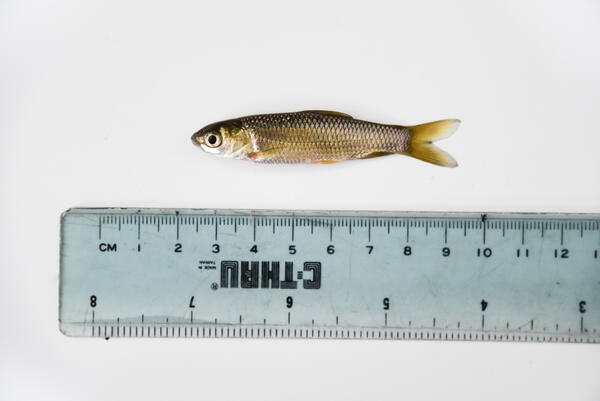 picture of a grass carp