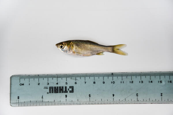 picture of a silver carp