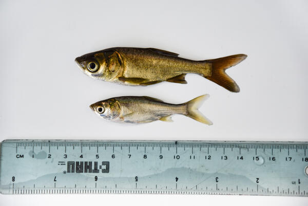 photo of a silver and bighead carps