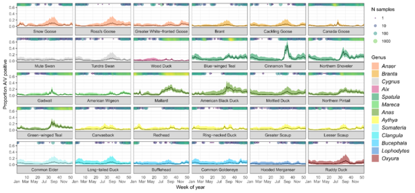 A graphical depiction of species specific weekly avian influenza (IAV) prevalence rates in waterfowl