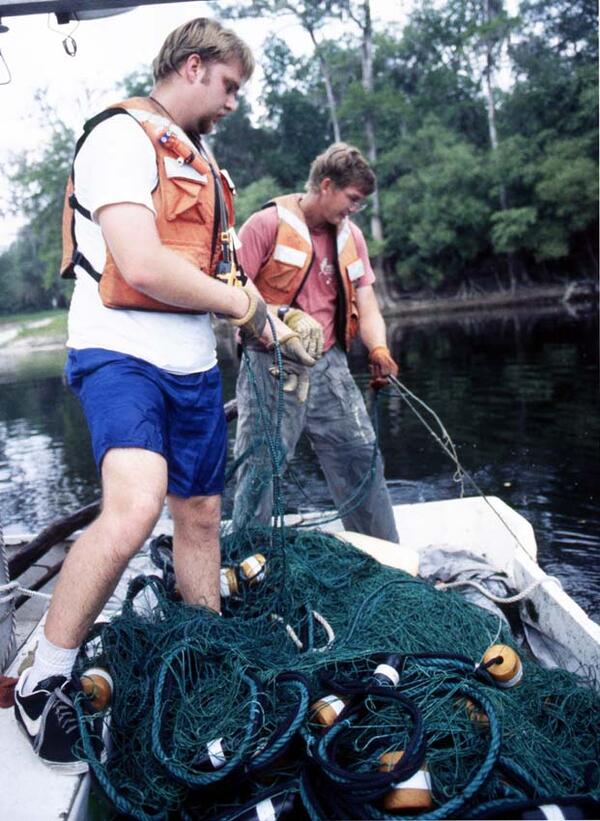 fisheries scientists pull in netting used to capture Gulf Sturgeon in the Suwanee River, circa mid 1990's