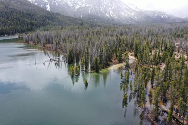 Lake shore with some submerged trees.  Mountains in the background.