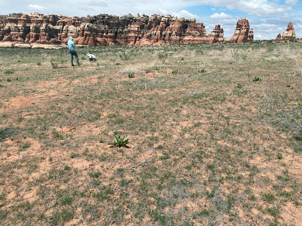 Researchers taking vegetation and soil measurements in Canyonlands NP with red rock formations in the distance