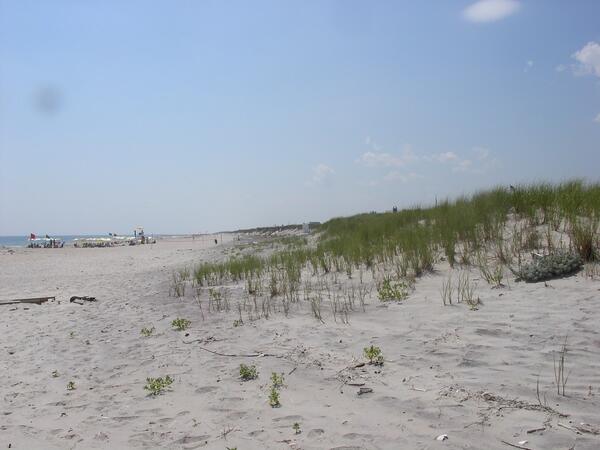 A coastal dune with white sand and vegetation growing on the slope of the dune