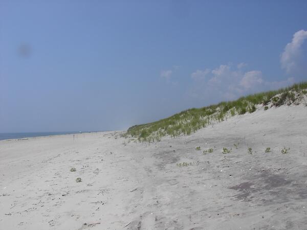 A wide sandy beach with a tall dune covered in vegetation