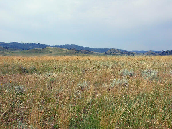A grassland with rolling hills in the background and a blue sky
