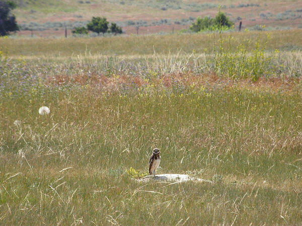 An owl stands in a grassy area