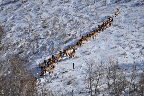 Aerial view of many robust elk walk in a tight line up a snow-covered hill