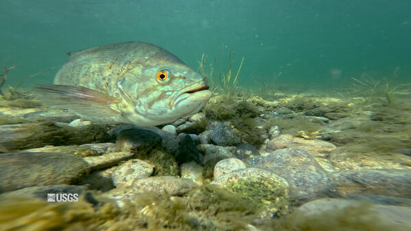 Smallmouth bass
