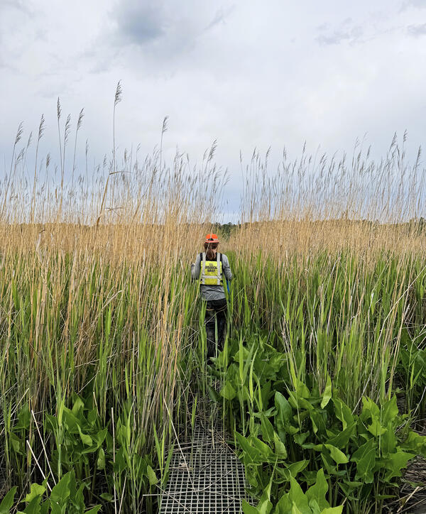 A USGS employee walks on a raised platform during wetland monitoring in Sweet Hall Marsh, VA