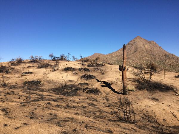 A burned landscape in the Sonoran Desert; the ground is mostly bare with a few black, burned shrubs and there is a burned, dead saguaro cactus in the foreground