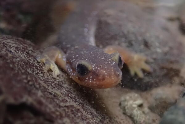 Underwater photo of a salamander on rocks
