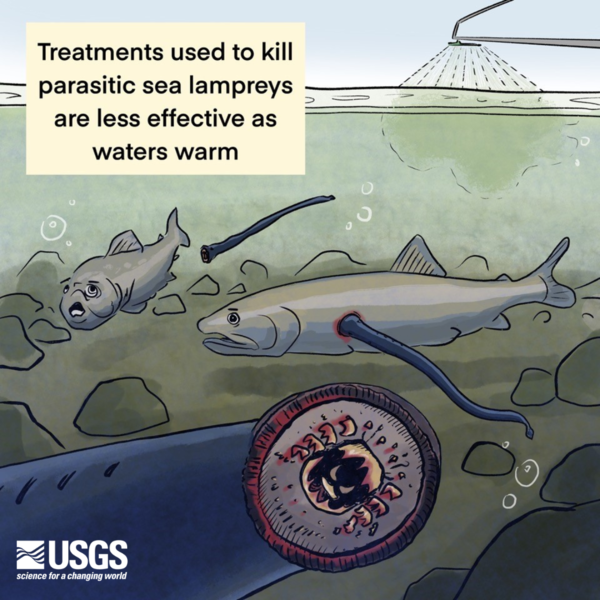 Two fish being bothered by invasive sea lampreys.