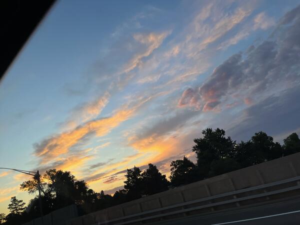 Trees alongside a highway in Denver 
