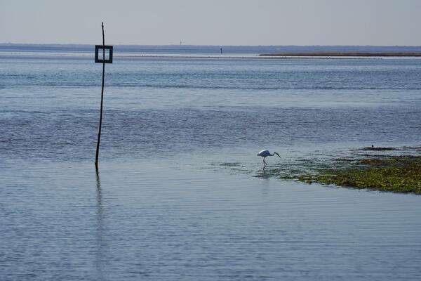 Looking at the shallow waters of the bay with a heron stalking the low grasses on the right and a channel marker on the left