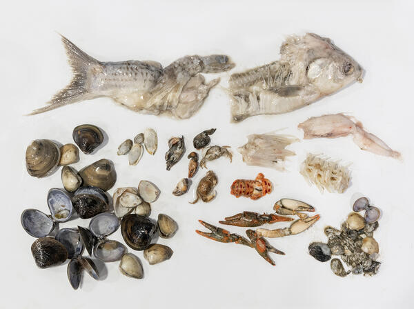 Stomach contents of a blue catfish, including a variety of clams, crabs, mussels, and fish, all displayed on white background