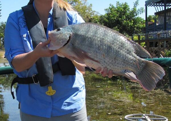 Blue tilapia
